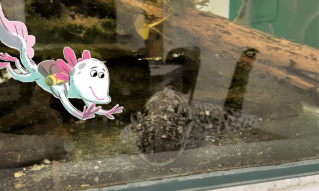 Axolotl Nali besucht seine Artgenossen an der Uni Salzburg.