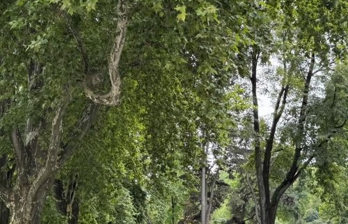 OOB 2026: Becoming with trees