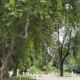 OOB 2026: Becoming with trees
